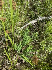 Hypericum gymnanthum