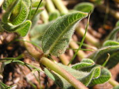 Xysmalobium parviflorum