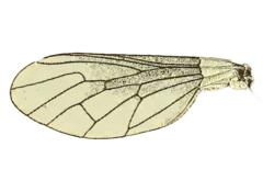 Phthiria chilena