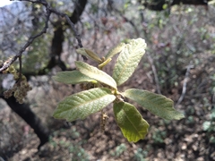 Quercus polymorpha