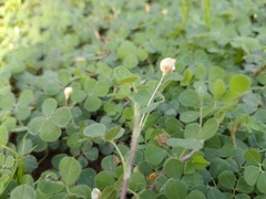 Arachis dardani