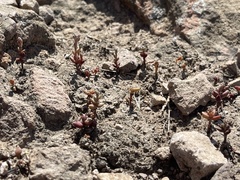 Dudleya blochmaniae blochmaniae