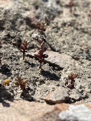 Dudleya blochmaniae blochmaniae