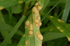 Puccinia lagenophorae