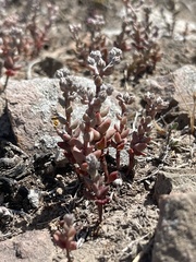Dudleya blochmaniae blochmaniae