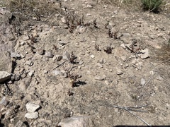 Dudleya blochmaniae blochmaniae