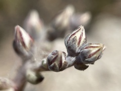 Dudleya blochmaniae blochmaniae