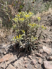 Dudleya verityi
