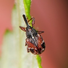 Anthonomus signatus