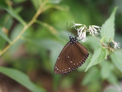 Euploea eunice hobsoni