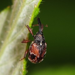 Anthonomus signatus
