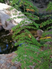 Vachellia campechiana