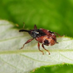 Anthonomus signatus
