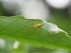 Oxyopes striagatus