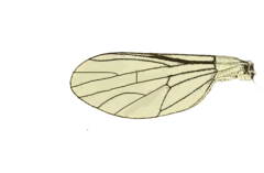 Phthiria chilena