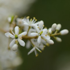 Bursaria spinosa