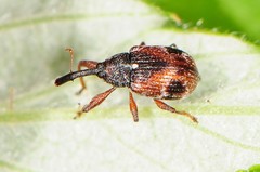 Anthonomus signatus