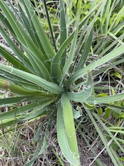 Yucca louisianensis