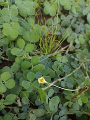 Arachis dardani