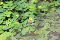 Arachis dardani