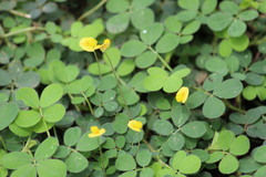 Arachis dardani
