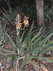Aloe