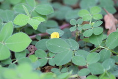 Arachis dardani