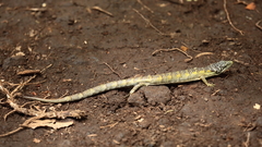 Abronia chiszari