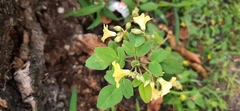Oxalis frutescens