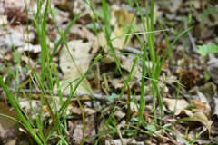 Carex hirtifolia