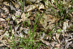 Carex hirtifolia