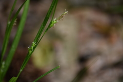 Carex hirtifolia