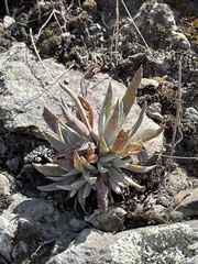 Dudleya verityi