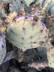 Opuntia dulcis