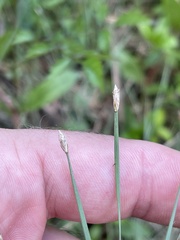 Eleocharis wolfii