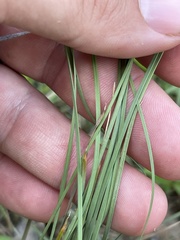 Eleocharis wolfii