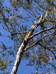 Pardalotus punctatus