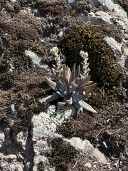 Dudleya verityi