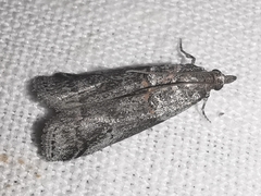 Acrobasis obliqua