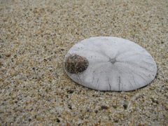 Thoracicalcarea