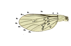 Phthiria chilena