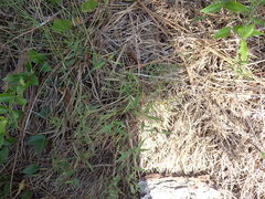 Dichanthelium patulum