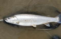 Salvelinus confluentus