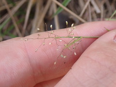 Dichanthelium patulum