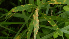 Puccinia lagenophorae