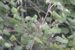 Vireo bellii