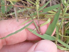 Dichanthelium patulum