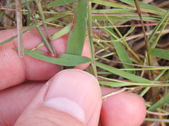 Dichanthelium patulum