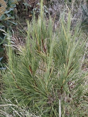 Dracophyllum acerosum