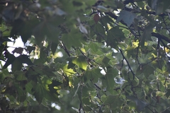 Platanus mexicana